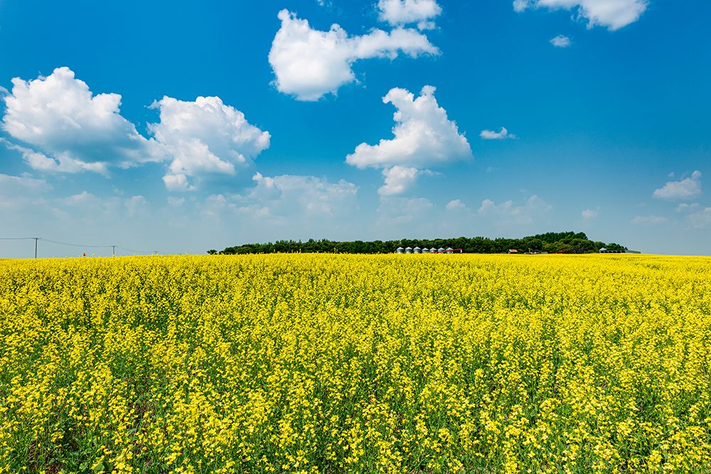 Canada-Saskatchewan-Foam Lake. Field of yellow canola crop on farm. art print by Jaynes Gallery for $57.95 CAD